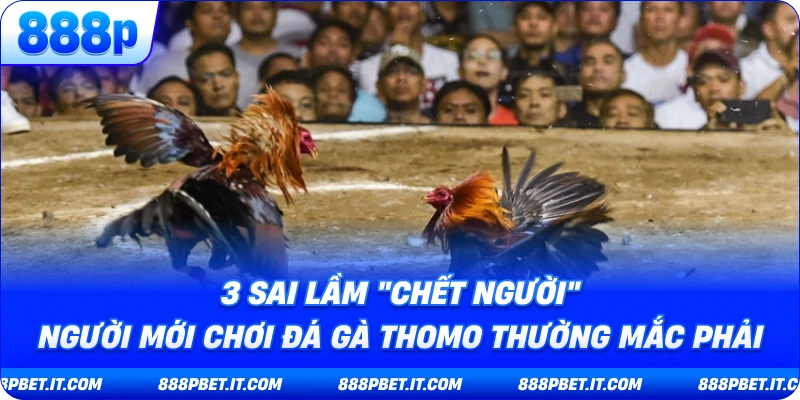 3 Sai Lầm "Chết Người" Người Mới Chơi Đá Gà Thomo Thường Mắc Phải
