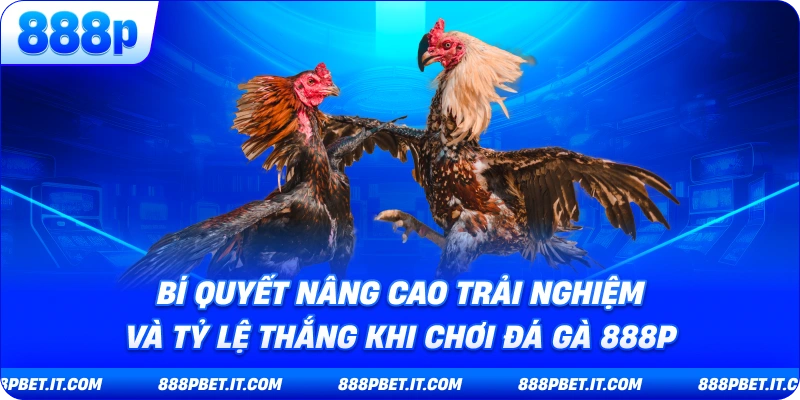 Bí Quyết Nâng Cao Trải Nghiệm Và Tỷ Lệ Thắng Khi Chơi Đá Gà 888P