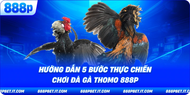 Hướng Dẫn 5 Bước Thực Chiến Chơi Đá Gà Thomo 888P