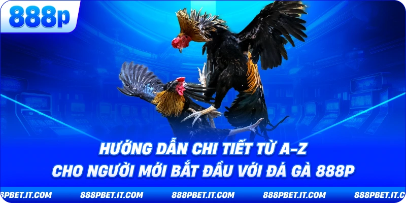 Hướng Dẫn Chi Tiết Từ A-Z Cho Người Mới Bắt Đầu Với Đá Gà 888P